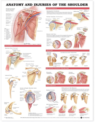 Anatomy and Injuries of the Shoulder Anatomical... 1587798077 Book Cover