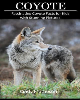 Coyote : Fascinating Coyote Facts for Kids with Stunning Pictures!