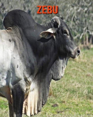 Zebu: Learn About Zebu and Enjoy Colorful Pictures B08MHQP9F8 Book Cover