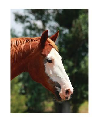 Equine Journal: Large Journal or Notebook 0464704286 Book Cover