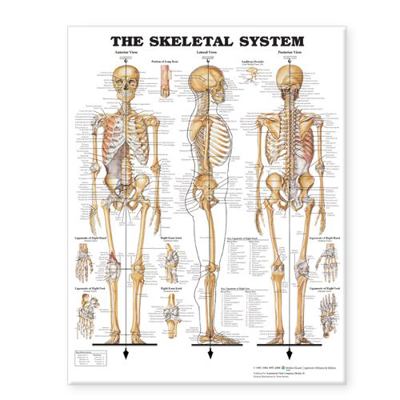 The Skeletal System Giant Chart 1587799820 Book Cover