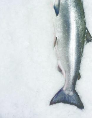 Cookery School: Fish (IMM Lifestyle Books) Gett... 1780090013 Book Cover