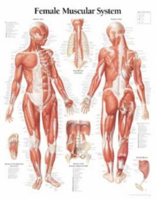 Muscular System Female Chart: Laminated Wall Chart 193063305X Book Cover