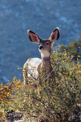 Kids Deer Journal: Rocky Mountain Mule Deer Lef... 0464694299 Book Cover