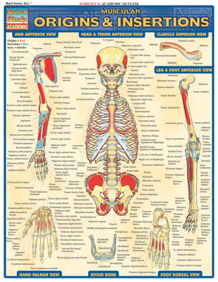 Muscular Origins & Insertions 1572227540 Book Cover