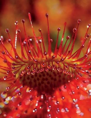 Sundew Notebook Large Size 8.5 x 11 Ruled 150 P... 172455672X Book Cover