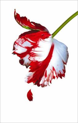 New Moon 190741049X Book Cover