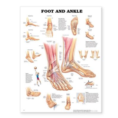 Foot and Ankle Anatomical Chart 1587796864 Book Cover