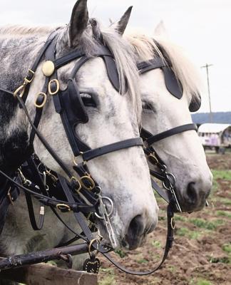 Horse Photo School Composition Book Equine Perc... 1080245073 Book Cover