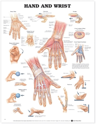 Hand and Wrist Anatomical Chart 1587791420 Book Cover