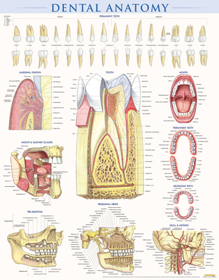 Dental Anatomy Poster (22 X 28 Inches) - Lamina... 1423224256 Book Cover