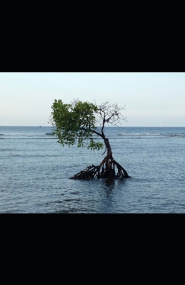 Letters on Aesthetics Volume I: Literature and ... 1725001446 Book Cover