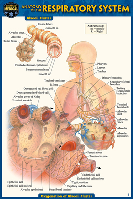 Anatomy of the Respiratory System (Pocket-Sized... 1423242742 Book Cover