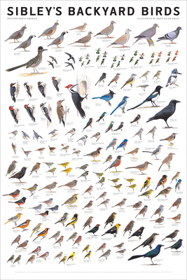 Sibley's Backyard Birds: Western North America 0982510217 Book Cover