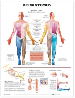 Dermatomes Anatomical Chart 1587791110 Book Cover