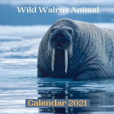 Wild Walrus Animal Calendar 2021