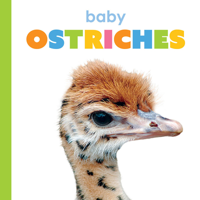 Baby Ostriches 1682778371 Book Cover