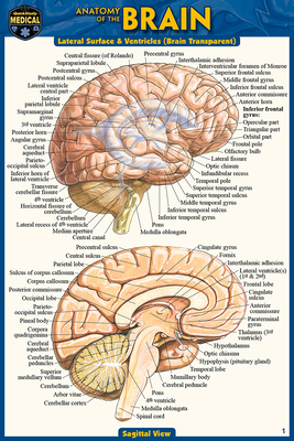 Anatomy of the Brain (Pocket-Sized Edition - 4x... 142324267X Book Cover