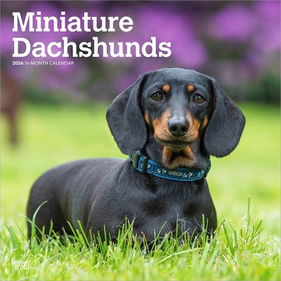 Miniature Dachshunds 2026 12 X 24 Inch (Hanging... B0DYLBMSSV Book Cover