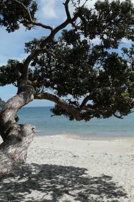 Beach on Waiheke Island New Zealand Journal: 15... 1533215863 Book Cover
