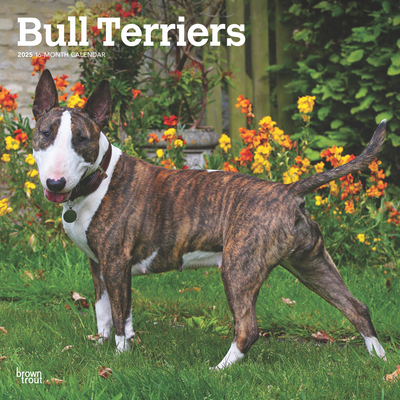 Bull Terriers 2025 12 X 24 Inch Monthly Square ... 1975476743 Book Cover