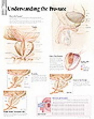 Understanding the Prostate: Laminated Wall Chart B007RDI8P2 Book Cover