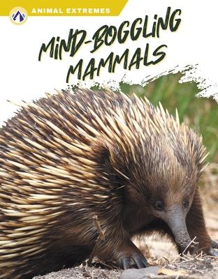 Mind-Boggling Mammals 1637385315 Book Cover