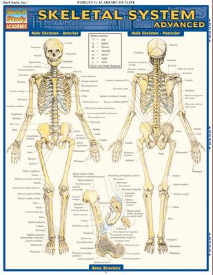 Skeletal System: Advanced 1423215109 Book Cover