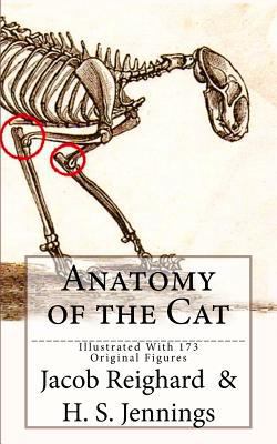 Anatomy of the Cat: [Illustrated With 173 Origi... 1539379477 Book Cover