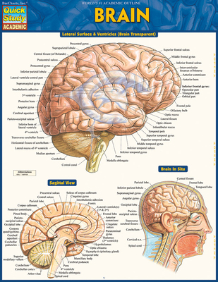 Brain: Quickstudy Laminated Reference Guide 1423233212 Book Cover