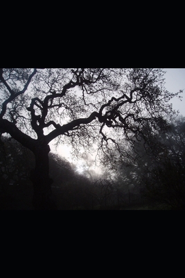 Summer's Errant B0D66MDTXR Book Cover