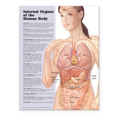Internal Organs of the Human Body Anatomical Chart 1587798298 Book Cover