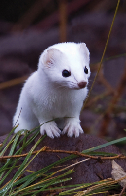 Short-Tailed Weasel Blank Journal 1935666932 Book Cover