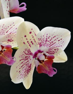 Notebook: Orchid Orchids Phalaenopsis Garden Tr... 1080228217 Book Cover