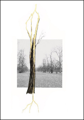 Giuseppe Penone: Thoughts in the Roots 375330882X Book Cover