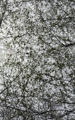 Small Blank Journal 15: Branching Beauty 1389890899 Book Cover