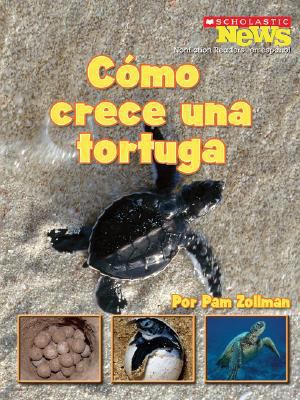 Como crece una tortuga / A Turtle Hatchling Gro... [Spanish] 0531206459 Book Cover