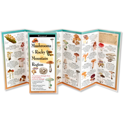 Mushrooms of the Rocky Mountain Region 1621263983 Book Cover