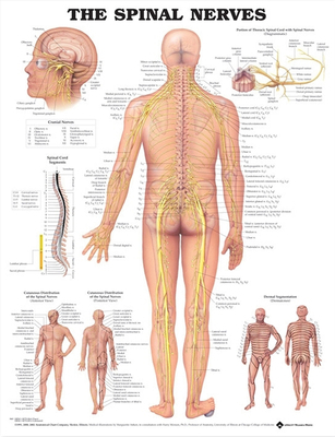 The Spinal Nerves Anatomical Chart 1587792060 Book Cover