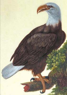 Carnet Blanc, Vautour [French] 2011167965 Book Cover