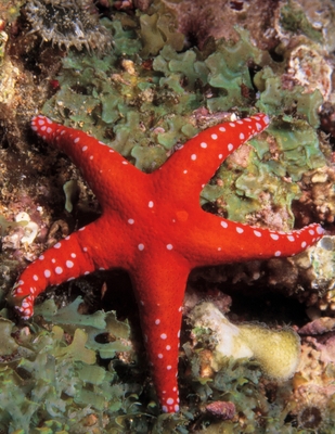 ENCHANTING STAR FISH THEME PRIMARY COMPOSITION DRAW AND WRITE NOTEBOOk: Enchanting Star Fish Theme Primary Composition Notebook With Dotted Midline ... Journal For Kids (BIG KINDERGARTEN WORKBOOKS)