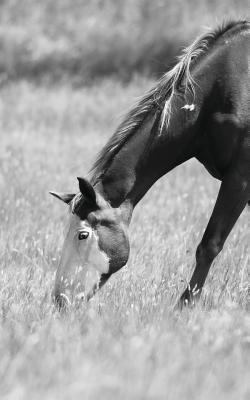 Petite Equine Journal: Equine Themed Leftie Jou... 0464688310 Book Cover