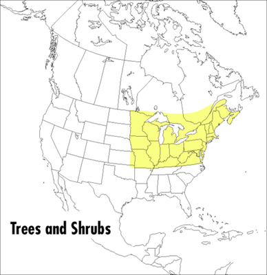 A Field Guide to Trees and Shrubs: Northeastern... 039535370X Book Cover