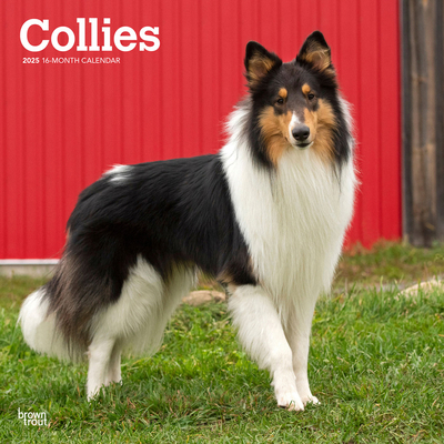 Collies 2025 12 X 24 Inch Monthly Square Wall C... 1975476867 Book Cover