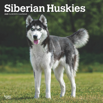 Siberian Huskies 2025 12 X 24 Inch Monthly Squa... 1975477774 Book Cover