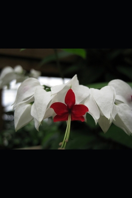 Sacrament B08ZDFPLP7 Book Cover