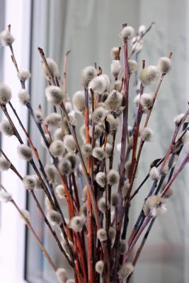 Enchanting Pussy Willow Stems Spring Journal: 1... 1547024976 Book Cover