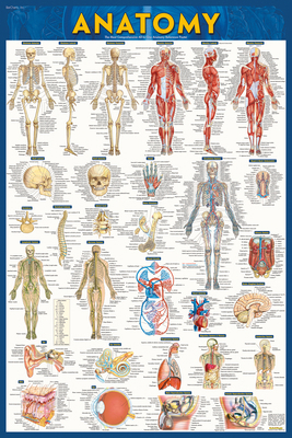 Anatomy Poster (24 X 36 Inches) Laminated: A Qu... 1423251806 Book Cover