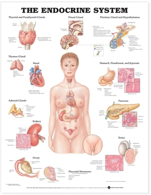 The Endocrine System Anatomical Chart 1587790157 Book Cover