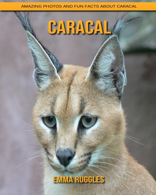 Caracal: Amazing Photos and Fun Facts about Caracal